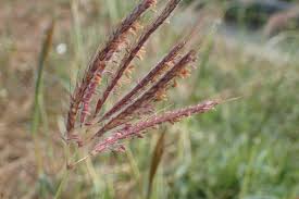 Image result for Dichanthium