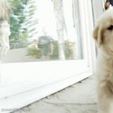 Goldenretriever Gifs Get The Best Gif On Giphy