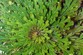 Image result for Selago cecilae