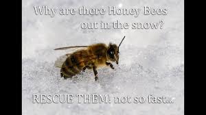 We did not find results for: Honey Bee Cleansing Flights Bees In The Snow Should You Save Them Youtube