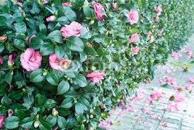 Camellia Pink Hedge Garden Hedges Hedging Plants Plants