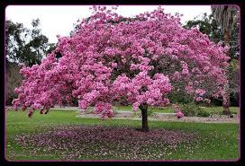 Pin On Flowers Flowering Trees