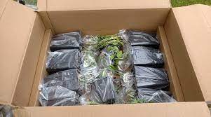 If the plant shifts inside the carton, it can cause breakage of plant stems and leaves, so we recommend using a corrugated divider that locks the pot into place. How Our Plants Ship