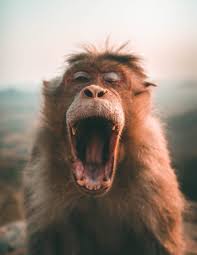 We welcome our visitors to submit their own funny photos with us, all you have to do. 10 000 Best Funny Photos 100 Free Download Pexels Stock Photos