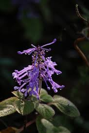 Image result for Plectranthus guruensis