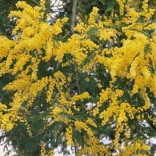 Image result for Acacia montigena