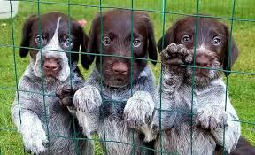 If you are thinking of bringing a german shorthaired pointer puppy into your family, this information will help you to make the best choice for you and your. Bearded Gundogs German Wirehaired Pointers Dog Training Boarding Home Facebook