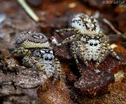 Image result for Pyrenacantha kirkii