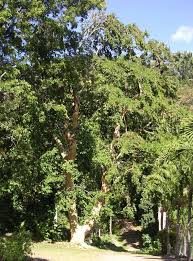 Image result for Copaifera baumiana