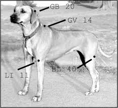 Scab dog hot spot healing stages. Preventing Hot Spots Whole Dog Journal