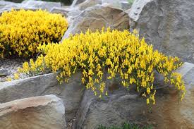Image result for Genista