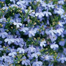 Image result for Lobelia uliginosa