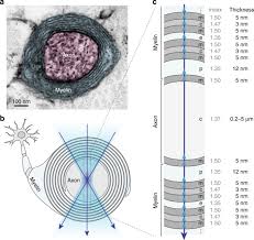 Minah moto full movie 2017. Label Free Nanoscale Optical Metrology On Myelinated Axons In Vivo Nature Communications