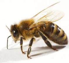 Black And White Wasp Sting Treatment Spot And Treat An Allergic Reaction To A Bee Or Wasp Sting Wasp Stings Bee Bee Photo