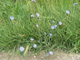 Image result for Cichorium