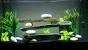 Fish Tank Decorations Plants