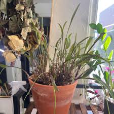 Image result for Ledebouria luteola