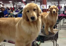 He spent time at an emergency veterinary hospital then was put in. Golden Retriever Puppies Ontario Canada Cute Doggies And Puppies Free Images