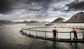 Faerské ostrovy sú pre mňa pravdepodobne najkrajším miestom našej planéty. Faerske Ostrovy Vydelavaji Na Sankcich Ovladly Dovoz Lososu Do Ruska E15 Cz