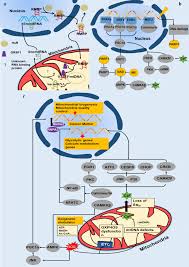 We did not find results for: Communication Between Mitochondria And Other Organelles A Brand New Perspective On Mitochondria In Cancer Cell Bioscience Full Text