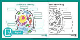 We did not find results for: What Is An Animal Cell Definition And Functions Twinkl