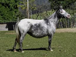 LOTE 20 | AVARÉ JOCASTA (3* LEILÃO PÔNEI SEM FRONTEIRAS) - Canal Business