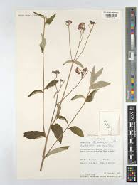 Image result for Gutenbergia cordifolia