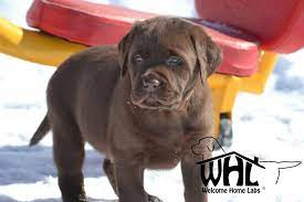 Golden retriever puppy for sale in finlayson, mn, usa. Labrador Puppies For Sale Mn Welcome Home Labs