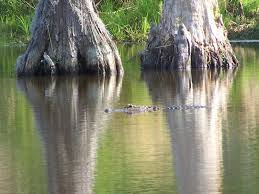 Hours, address, sam houston national forest reviews: Sam Houston Jones State Park A Louisiana State Park Located Near Lake Charles Sulphur And Westlake