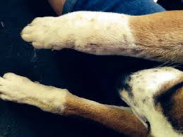 The quick bite of the black widow spider has the power to paralyze large prey. 7 Simple Home Remedies For Spider Bites On Dogs Vet Approved
