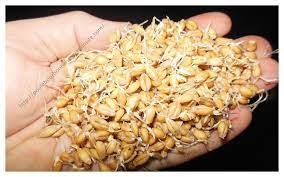 L Alimentation