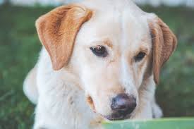 All of their puppies are certified by a veterinarian and come with a health guarantee. Labrador Breeders In Ontario Reviewed Breeder Review