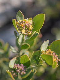 Image result for Osyris compressa