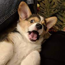 He is raised with children and he is a stunning little boy who has a real zest for life. Pembroke Welsh Corgi Puppies For Sale Reston Va 294073