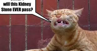 Posts About Urology On Kidney Stones Funny Kidney Stone Meme Cat Kidney