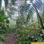 Kona Cloud Forest Guided Walking Tours from www.govisithawaii.com