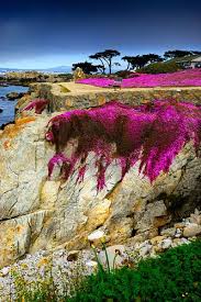 Show love and gratitude on mother's day, may 8th, 2022 by sending your mom flowers from your local carmel, ca florist. Lovers Point Pacific Grove Pacific Grove California Places To Travel Nature