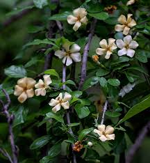 Image result for Catunaregam