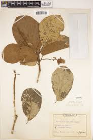 Image result for Sterculia tragacantha