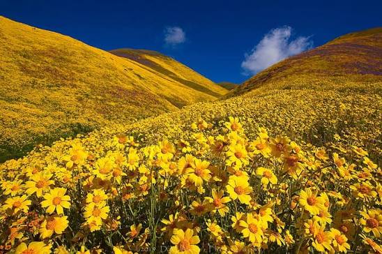 Flowers, Flower, California, Hill, Yellow Flower, HD wallpaper | Peakpx