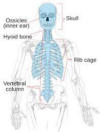 That's the first bone of the shoulder girdle: Axial Skeleton Wikipedia