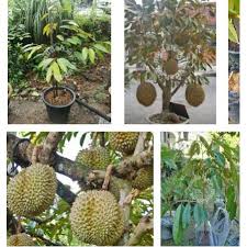 Dagingnya tebal dan lembut, aromanya wangi 3. Pokok Durian Duri Hitam Hybrid Shopee Malaysia