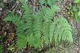 Image result for Histiopteris incisa