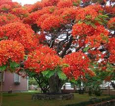 Pin By Naoual Lailalaha Dutrafike On Adat Flowering Trees Beautiful Gardens Blooming Trees