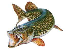 Epingle Sur Peche Mania