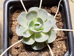 Conheça mais sobre a trajetória de ruth de souza, atriz pioneira na televisão, teatro e cinema brasileiros, que faria 100 anos em 2021. Cactus Curitiba Orostachys Furusei Rosinha De Pedra Rosinha De Pedra Pendula Echeveria Pendula Orostachys Boehmeri Crassulaceae A Rosinha De Pedra E Uma Especie De Planta Suculenta Originaria Do Japao Que Se Caracteriza Por Suas Delicadas