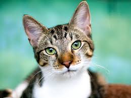Build the ultimate battle bot from collected parts and unleash its power against other players in automatic pvp fights. Why Do Cats Hate Water Britannica