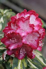 Rhododendron Beautiful Flowers Amazing Flowers Pretty Flowers