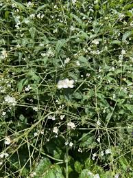 Image result for Crambe