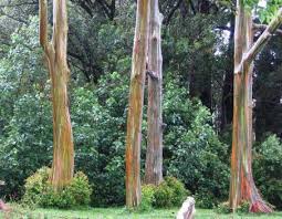 Pembayaran mudah, pengiriman cepat & bisa cicil 0%. Eucalyptus Pokok Yang Tumbuh Ketinggian Kayu Putih Batang Kayu Putih